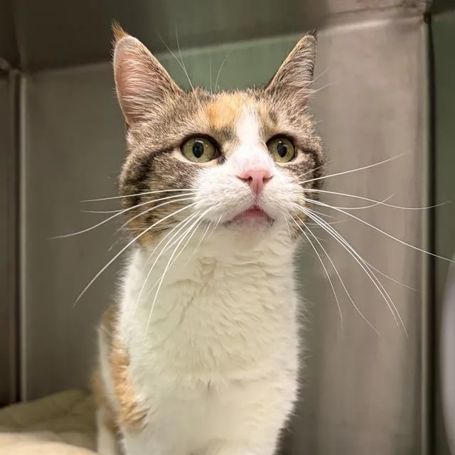 A senior small-sized female Domestic Short Hair cat named Mary Jane for adoption in Centerville, MA