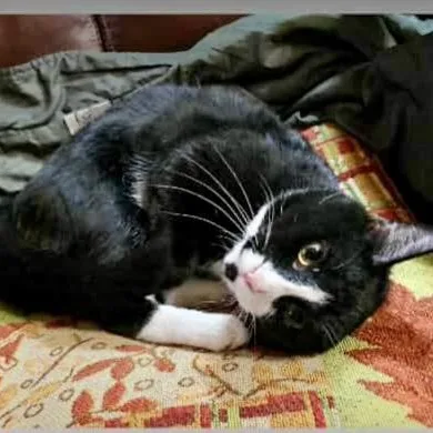 A young medium-sized male Black & White / Tuxedo Domestic Short Hair cat named Mr. Oreo for adoption in Richmond, VA