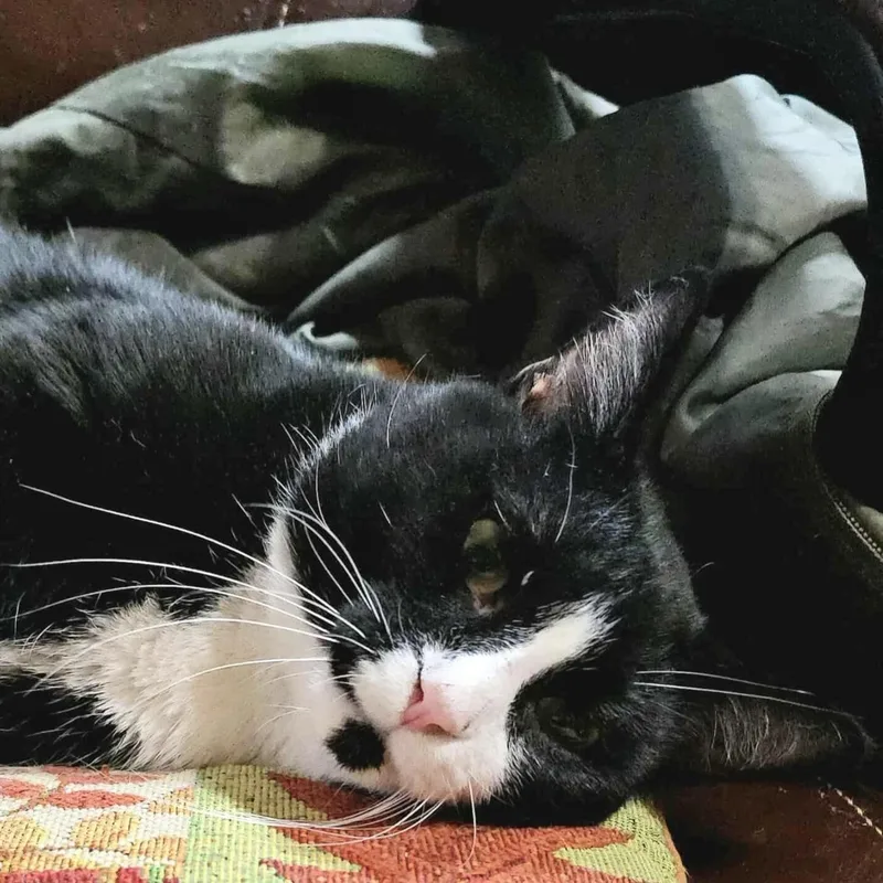 Mr. Oreo thumbnail 2