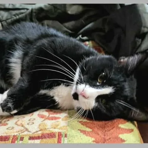 Mr. Oreo thumbnail 3