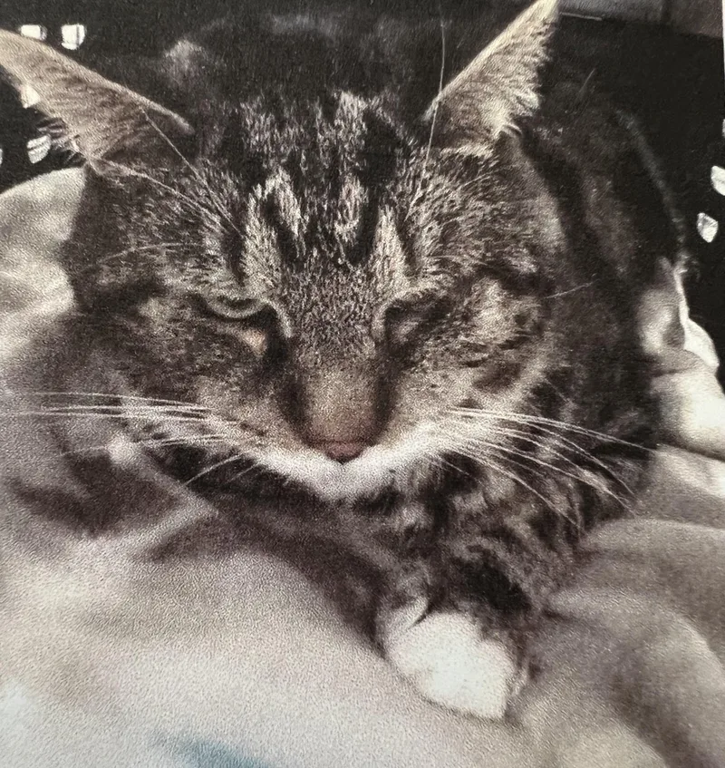 An adult medium-sized male Brown / Chocolate Domestic Short Hair cat named Poe for adoption in New Windsor, NY