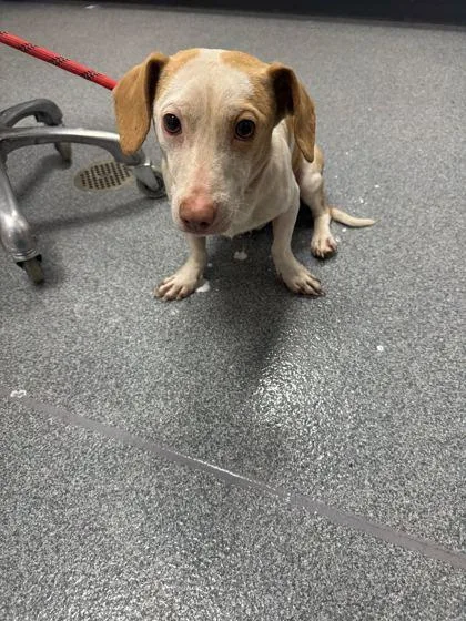An adult small-sized male Mixed Breed dog named Bear for adoption in Sevierville, TN