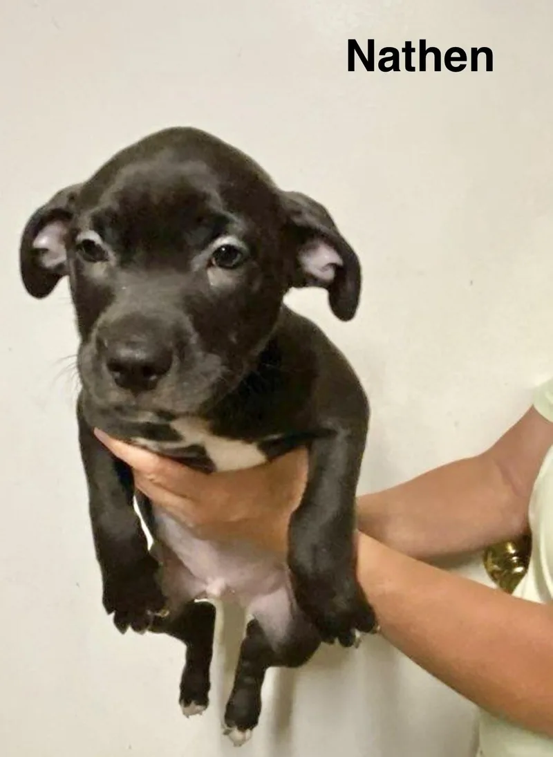 A baby medium-sized male Labrador Retriever dog named Nathen for adoption in Manchester, CT