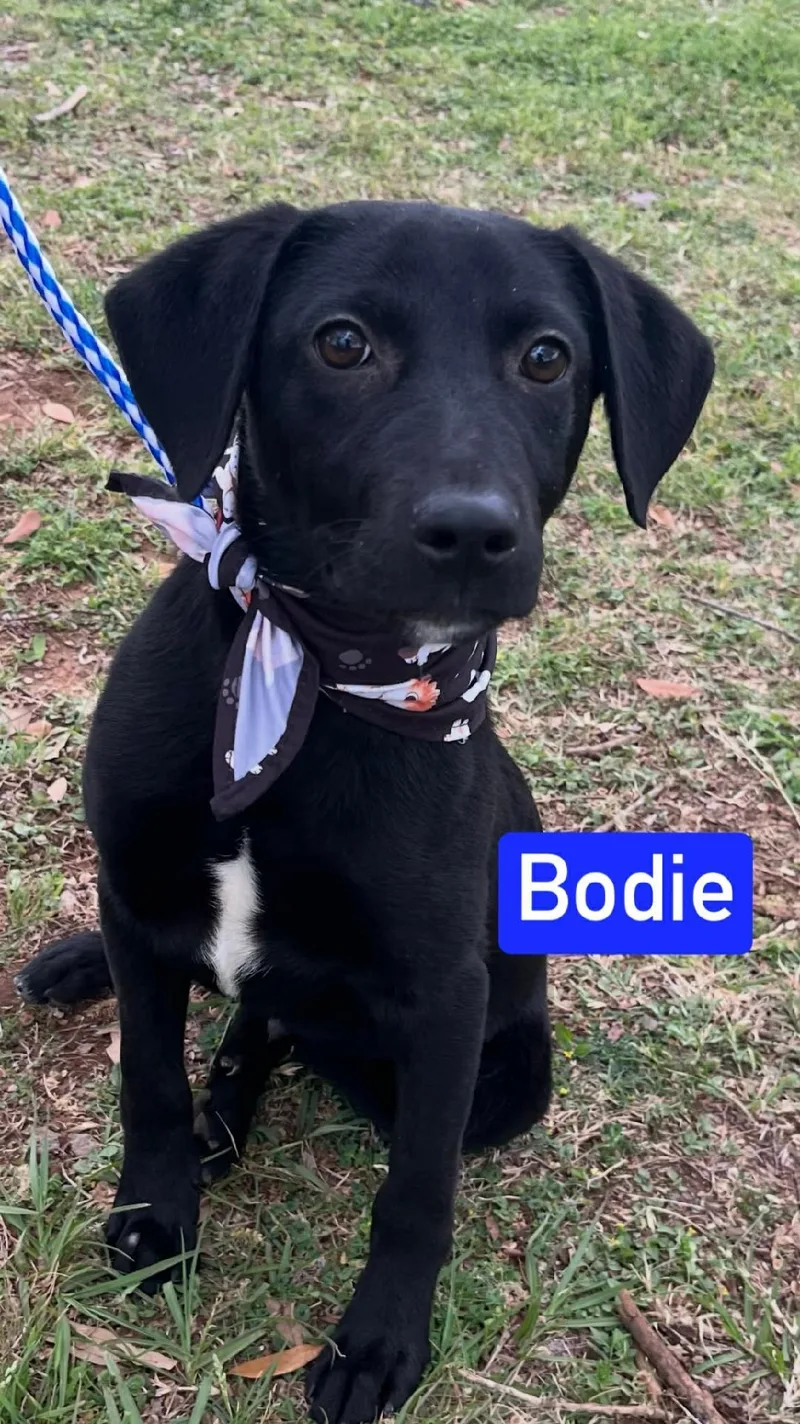 Bodie