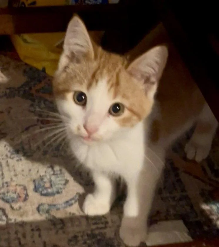 A young medium-sized male Tabby cat named Oscar for adoption in Flint Hill, VA