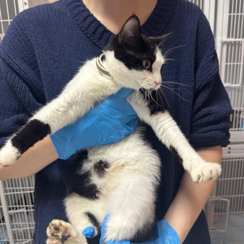 An adult medium-sized female Black Domestic Short Hair cat named Misty Arc for adoption in Akron, NY