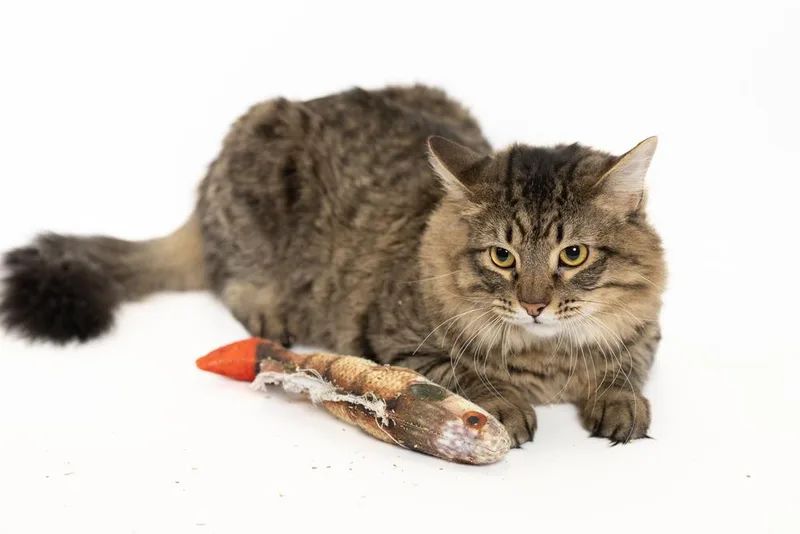 An adult medium-sized male Tabby (Brown / Chocolate) Domestic Medium Hair cat named Nate for adoption in Blair, NE