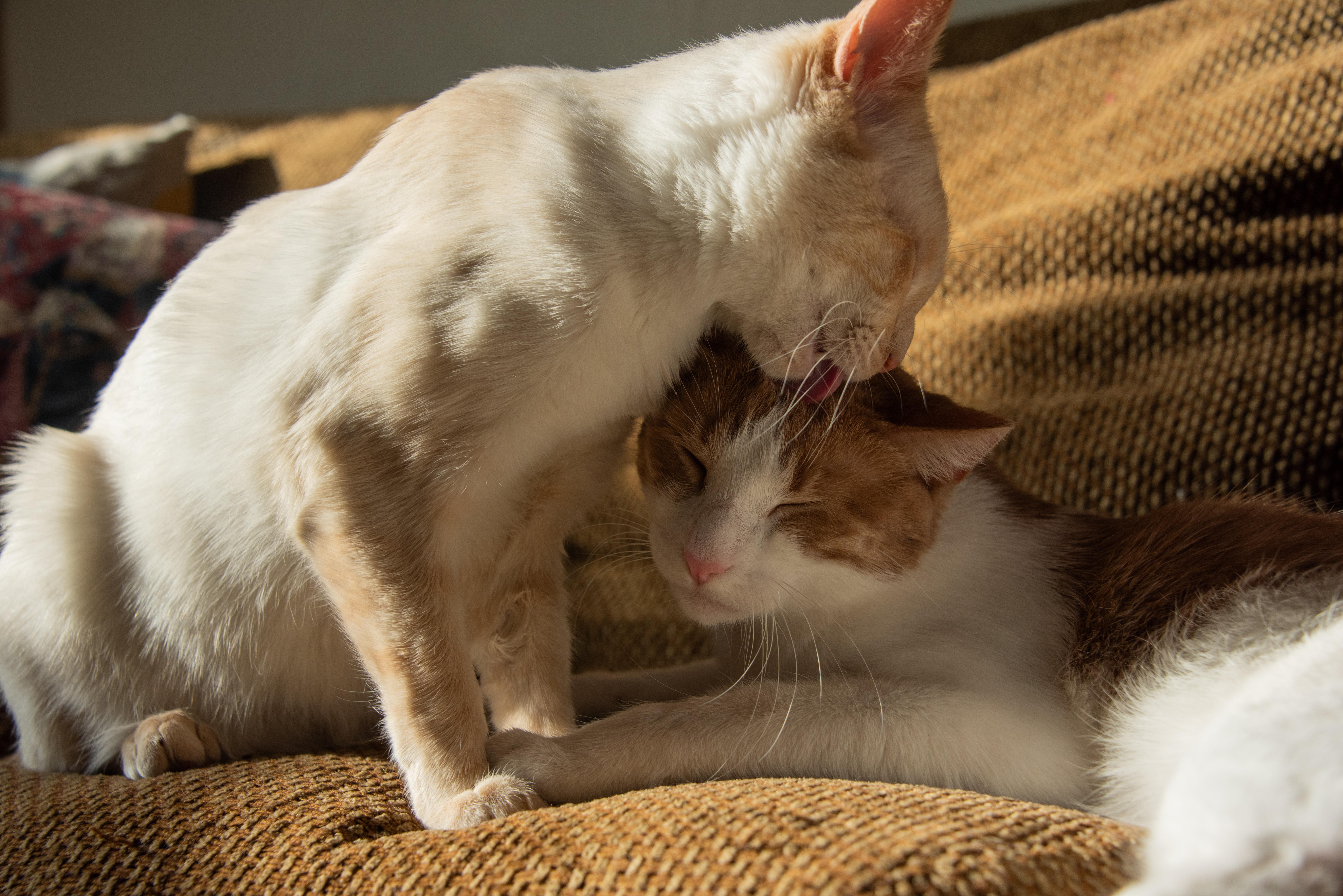 Kendrick Lameow thumbnail 3