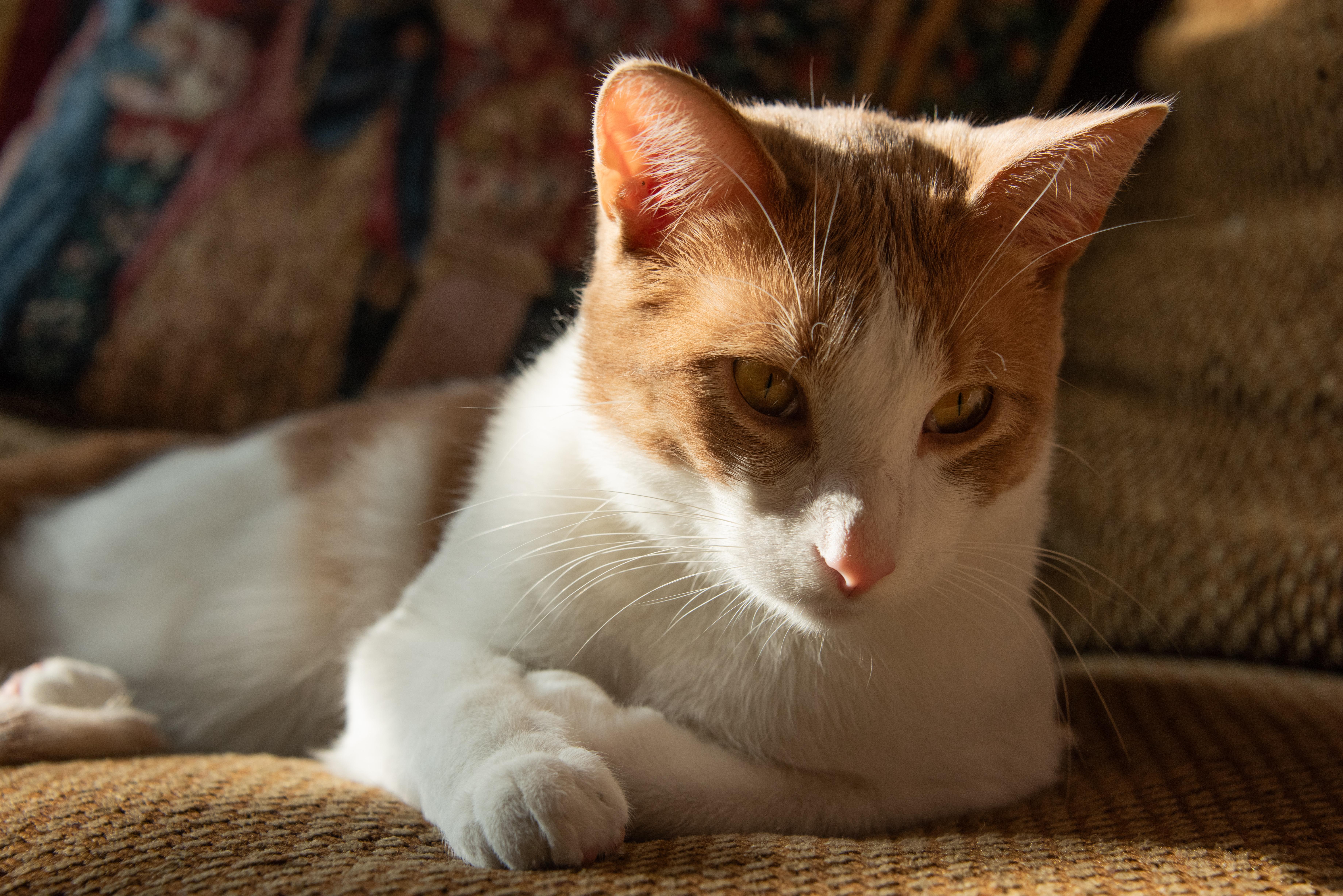 Kendrick Lameow thumbnail 4