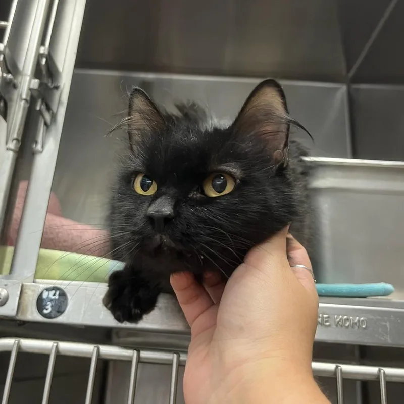 An adult medium-sized female Black Domestic Medium Hair cat named Shego for adoption in Houston, TX