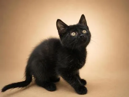 A young medium-sized male Domestic Short Hair cat named Burden for adoption in Bowling Green, KY