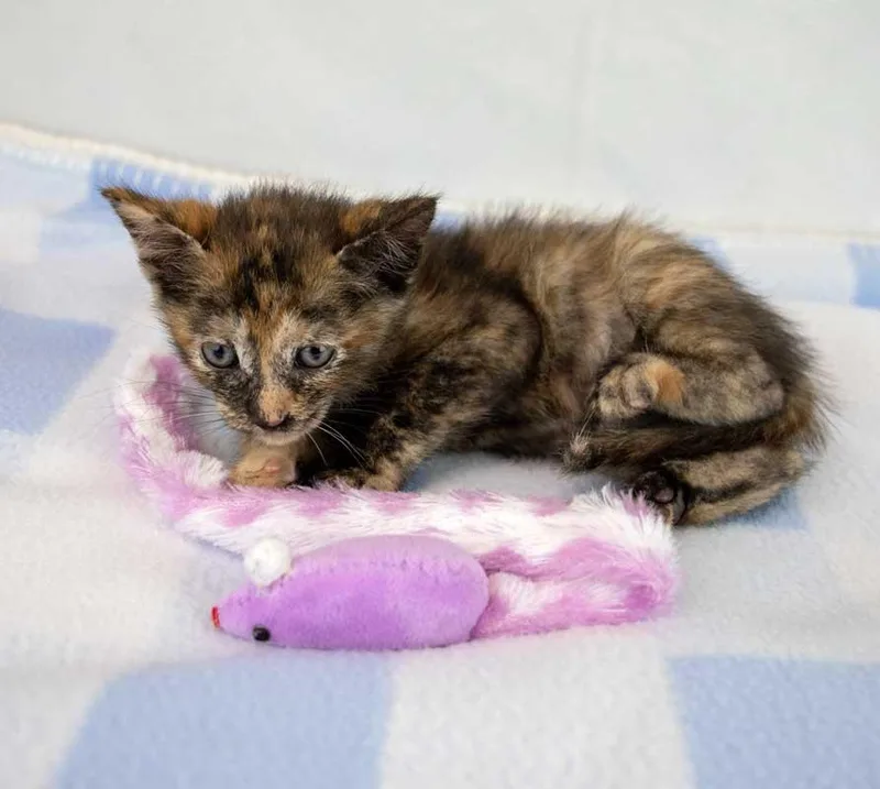 A baby medium-sized female Domestic Short Hair cat named Rosalind for adoption in Kennesaw, GA