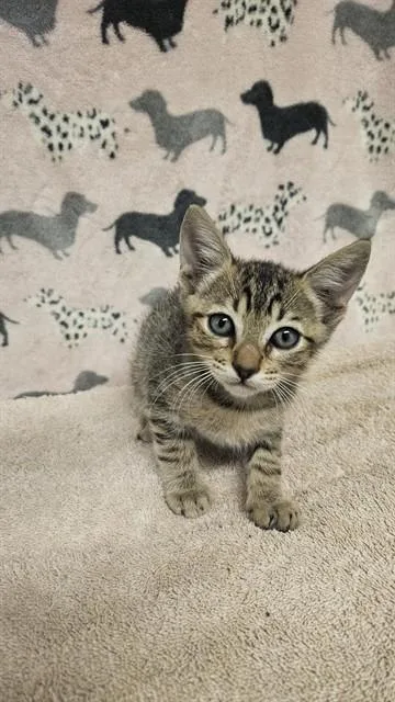 A baby medium-sized male Domestic Short Hair cat named Rowan for adoption in Castaic, CA
