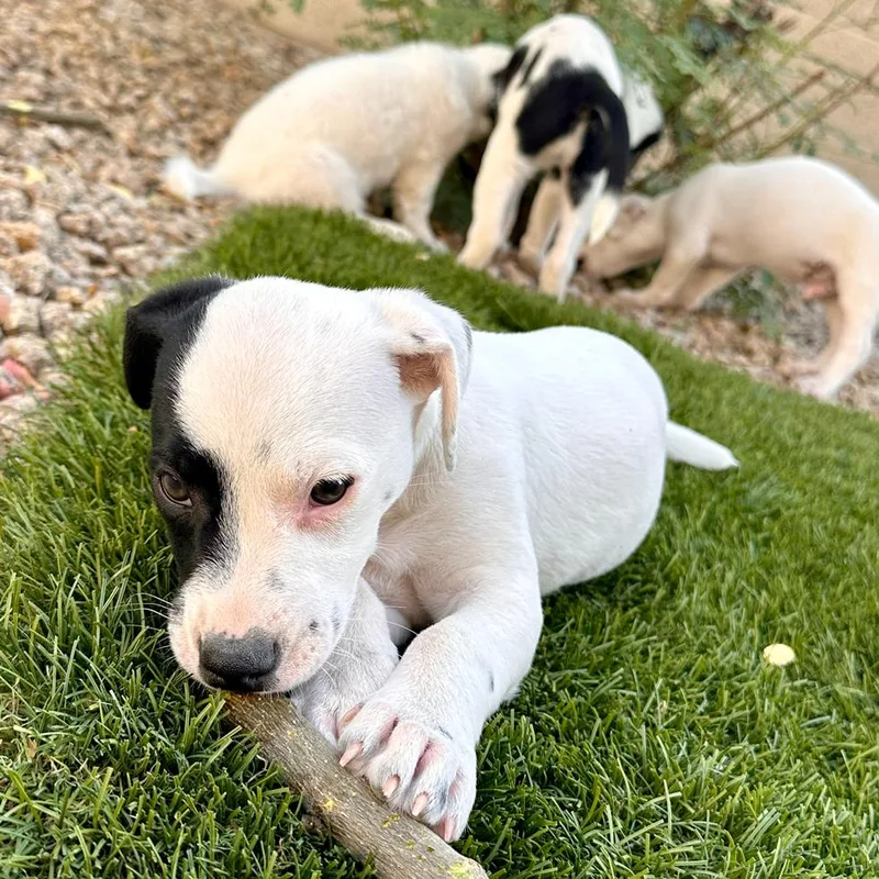 Ellie