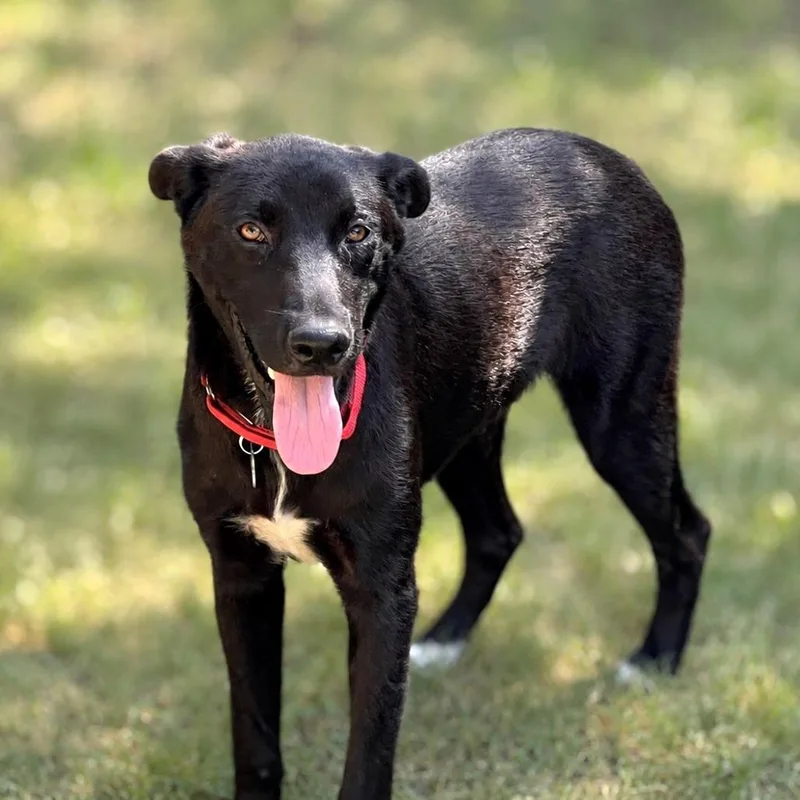 A young medium-sized male Black Labrador Retriever dog named Lobo for adoption in Boerne, TX