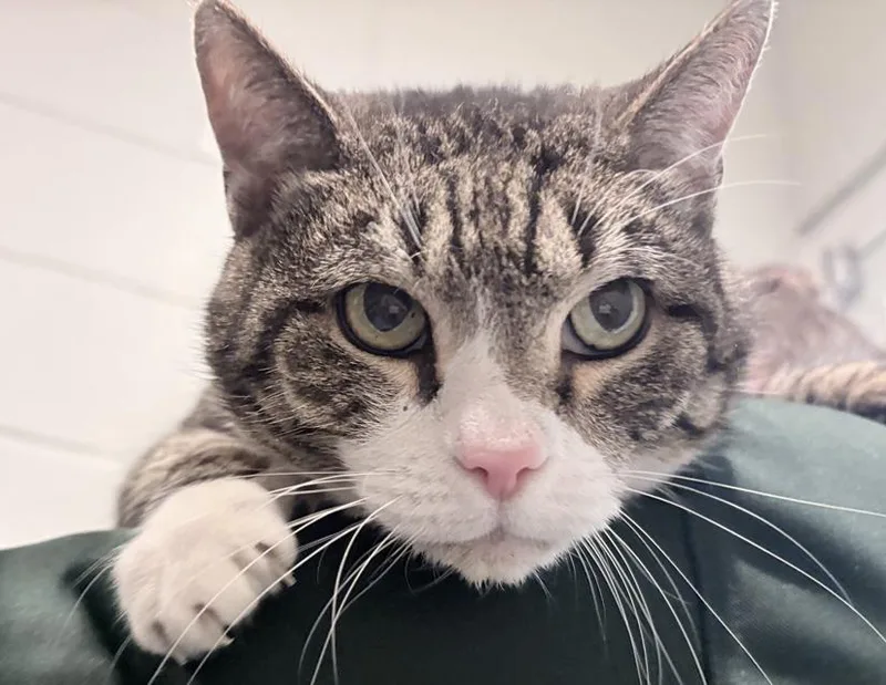 A senior extra large-sized male Tabby (Brown / Chocolate) Domestic Short Hair cat named Zane for adoption in Columbus, IN