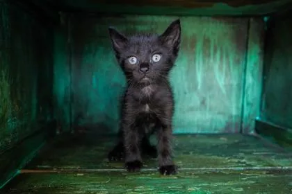 A baby small-sized female Domestic Short Hair cat named Takis for adoption in San Antonio, TX