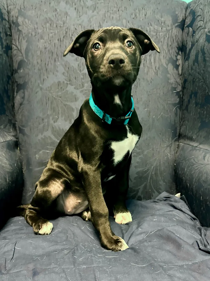 A baby medium-sized female Terrier dog named Emery for adoption in Walker, LA