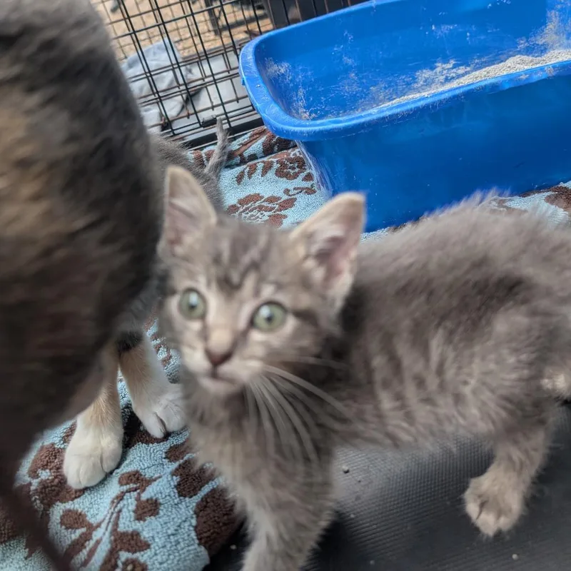 Graham Cracker thumbnail 2