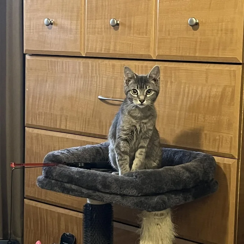 Graham Cracker thumbnail 3