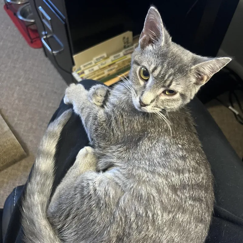 Graham Cracker thumbnail 4