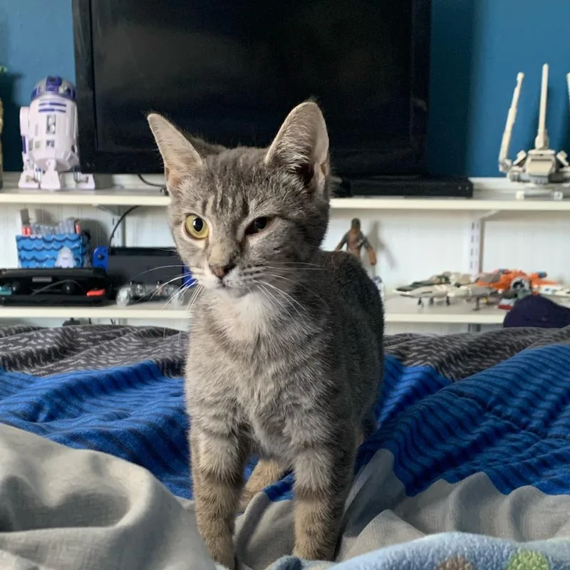 Graham Cracker thumbnail 5