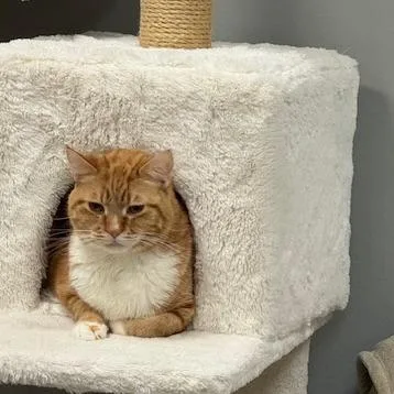 Oliver "ollie" thumbnail 2