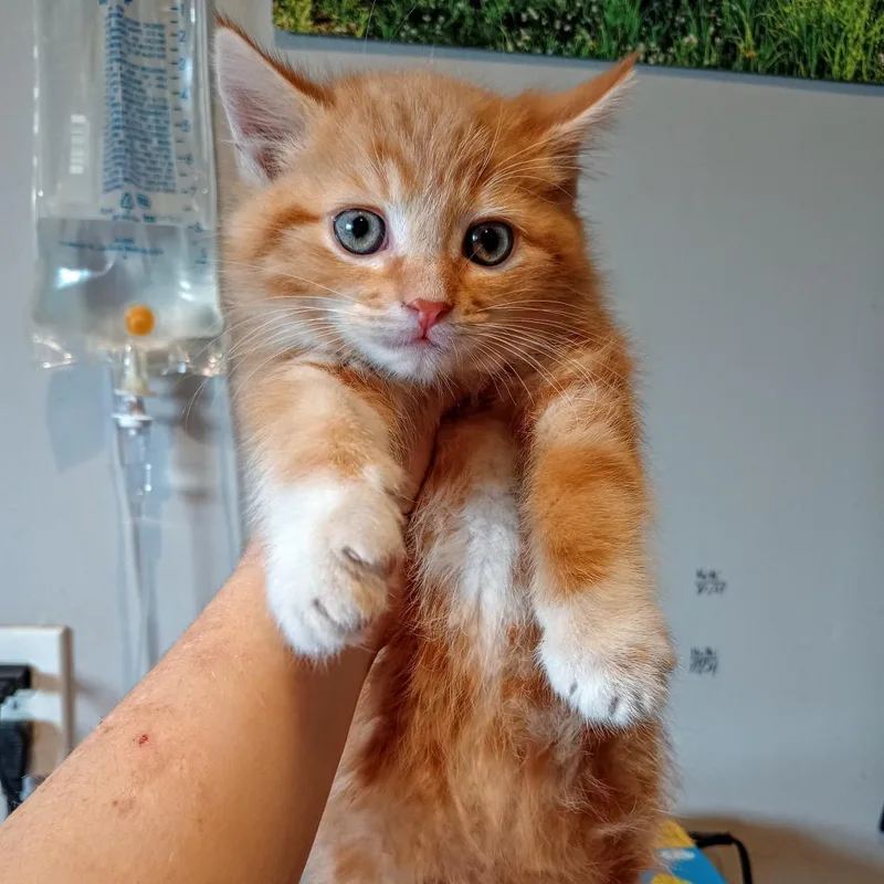 Oliver "ollie" thumbnail 3