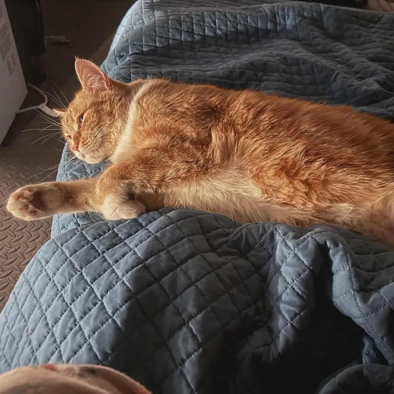 Oliver "ollie" thumbnail 4