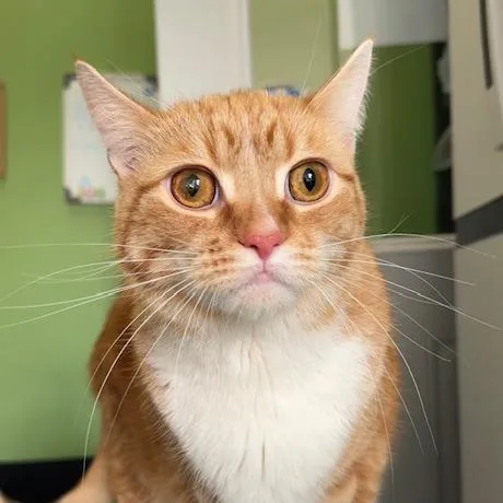 Oliver "ollie" thumbnail 5