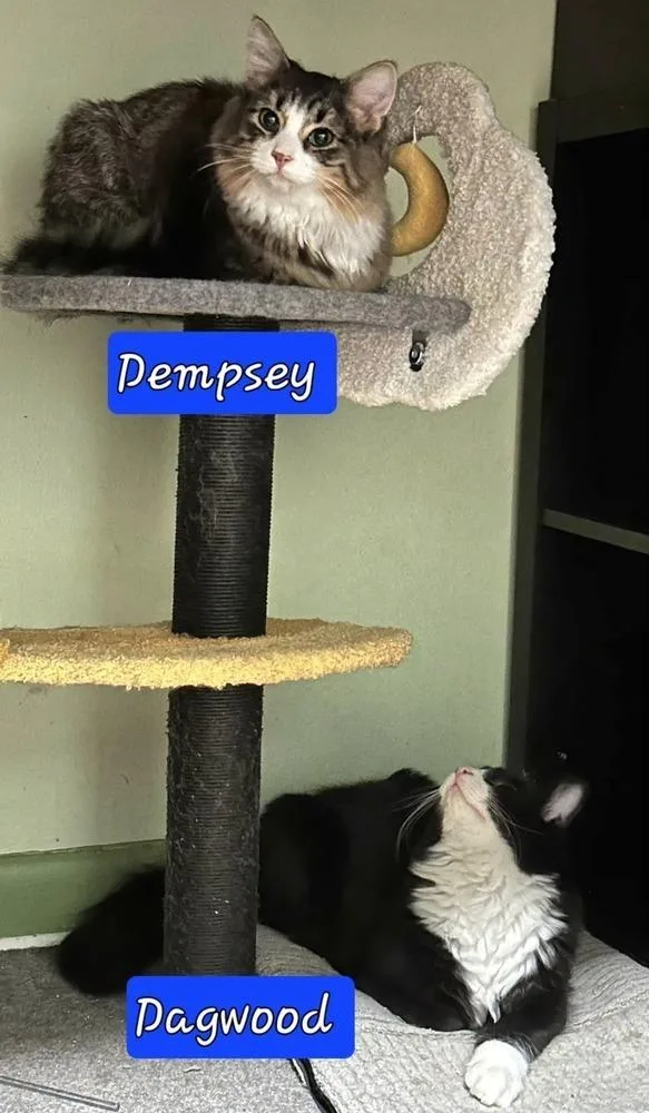 Dempsey thumbnail 3