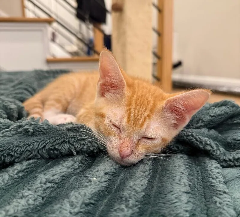 A baby medium-sized male Tabby cat named Killian for adoption in Richardson, TX