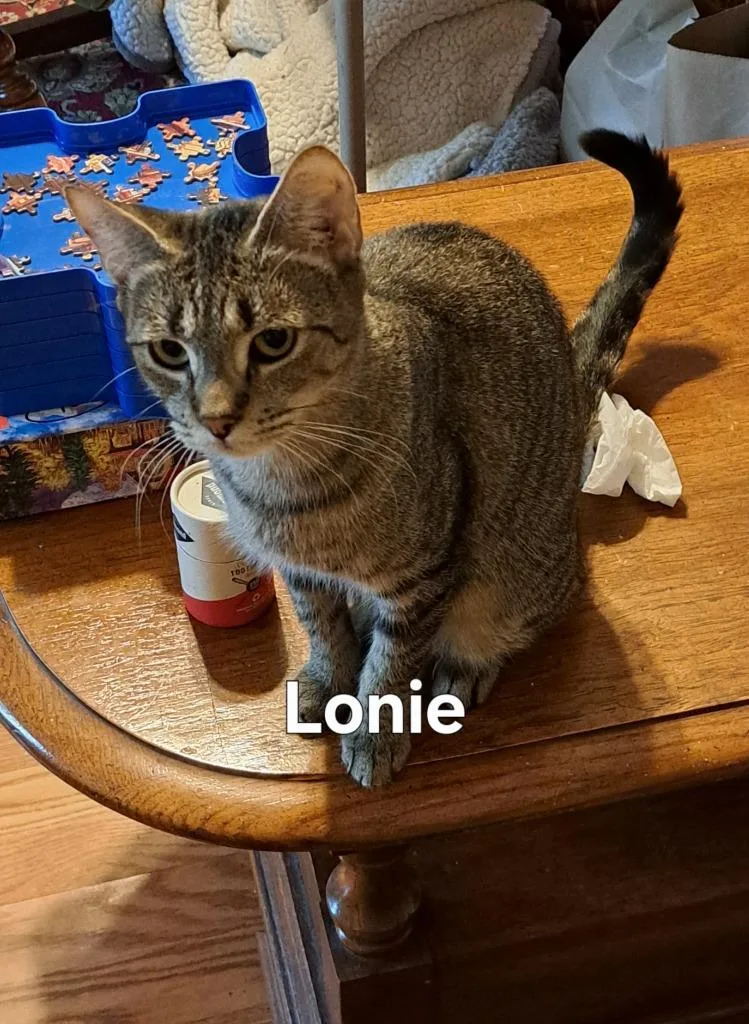 A baby medium-sized female Domestic Short Hair cat named Lonie for adoption in Plattsburgh, NY