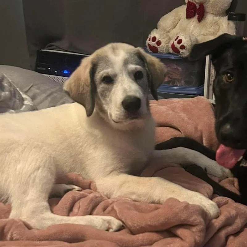 A baby large-sized female Great Pyrenees dog named Solstice for adoption in Spring hill, TN