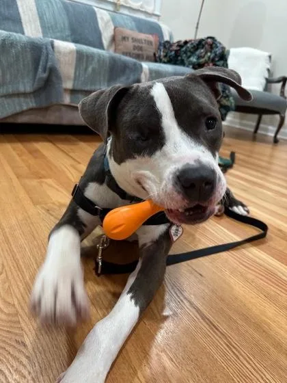 An adult large-sized male Mixed Breed dog named Todd for adoption in Washington, DC