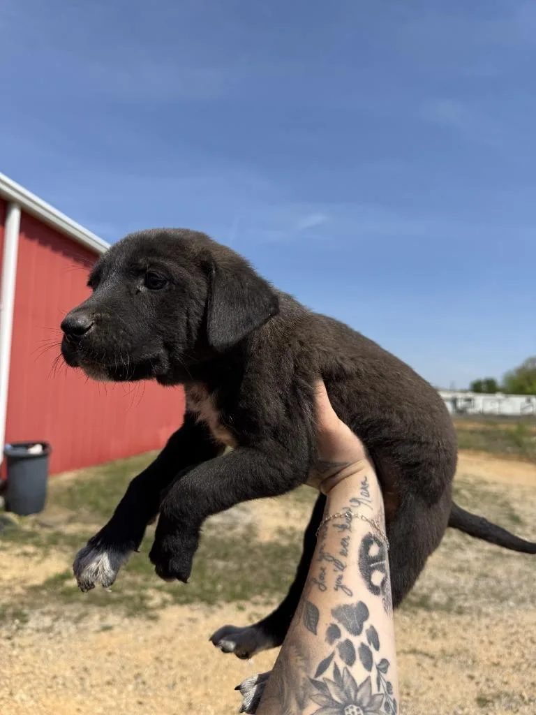 A baby small-sized female Great Pyrenees dog named Ethridge Pup for adoption in Lawrenceburg, TN