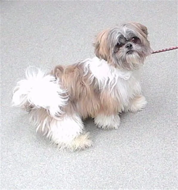 A young small-sized male Shih Tzu dog named Skyrim for adoption in Omaha, NE
