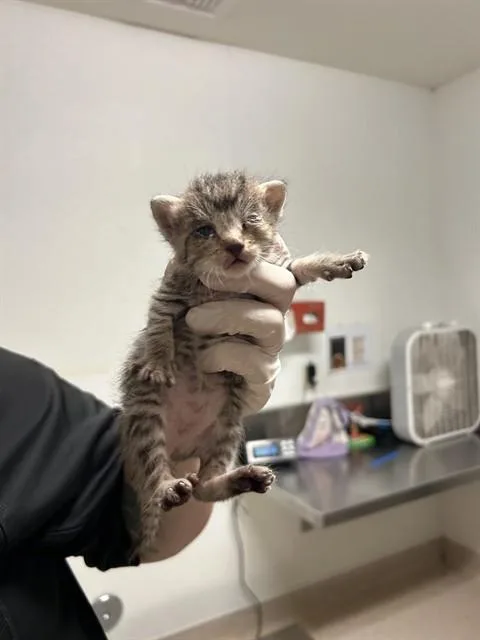 A baby small-sized male Domestic Short Hair cat named Laika for adoption in Bakersfield, CA