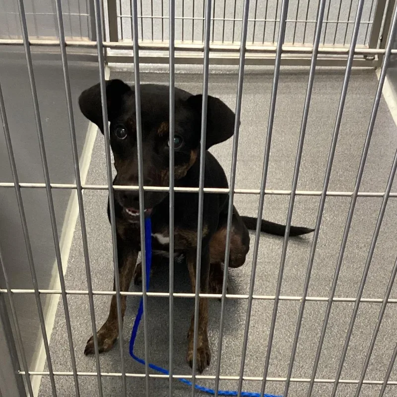 An adult medium-sized female Black Terrier dog named Bella for adoption in Montgomery, AL