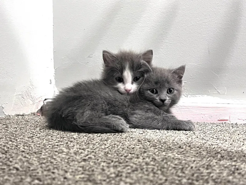 A baby small-sized female American Shorthair cat named Whisper for adoption in Pittsboro, NC