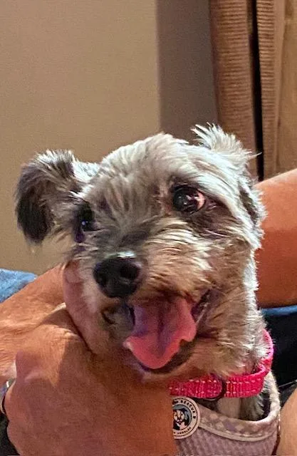 An adult small-sized female Terrier dog named Pia for adoption in Los Angeles, CA