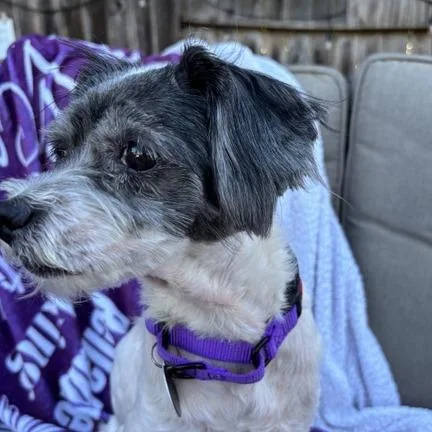 An adult small-sized female White / Cream Maltese dog named Lady for adoption in Pacifica, CA