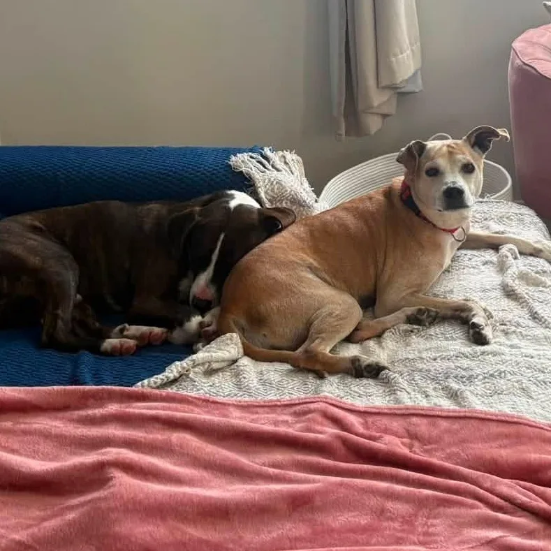 An adult medium-sized female Apricot / Beige Mixed Breed dog named Bowser & Barry for adoption in Wantagh, NY