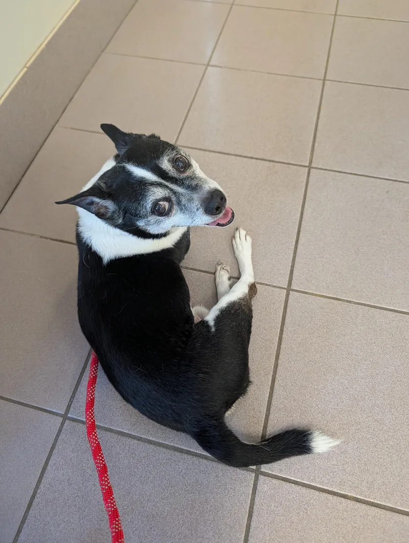 A senior small-sized male Jack Russell Terrier dog named Winston for adoption in Richmond, VA