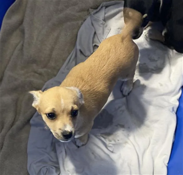 A young medium-sized female Mixed Breed dog named Star for adoption in Dallas, TX