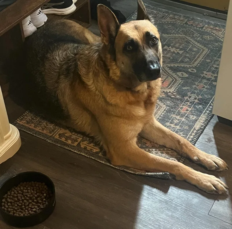 An adult large-sized male Bicolor German Shepherd Dog dog named Leo for adoption in Denton, TX
