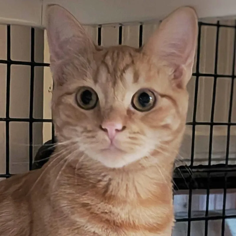 A young small-sized male Domestic Short Hair cat named Satsuma for adoption in Santa Fe, NM