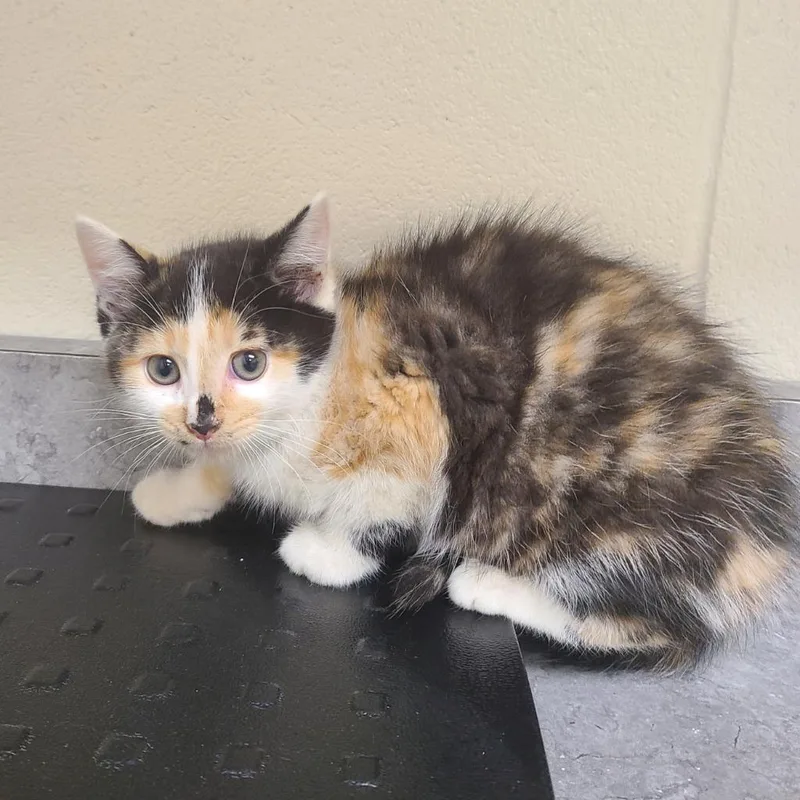 A baby medium-sized female Domestic Short Hair cat named Rice Krispies  Snap for adoption in Greeneville, TN