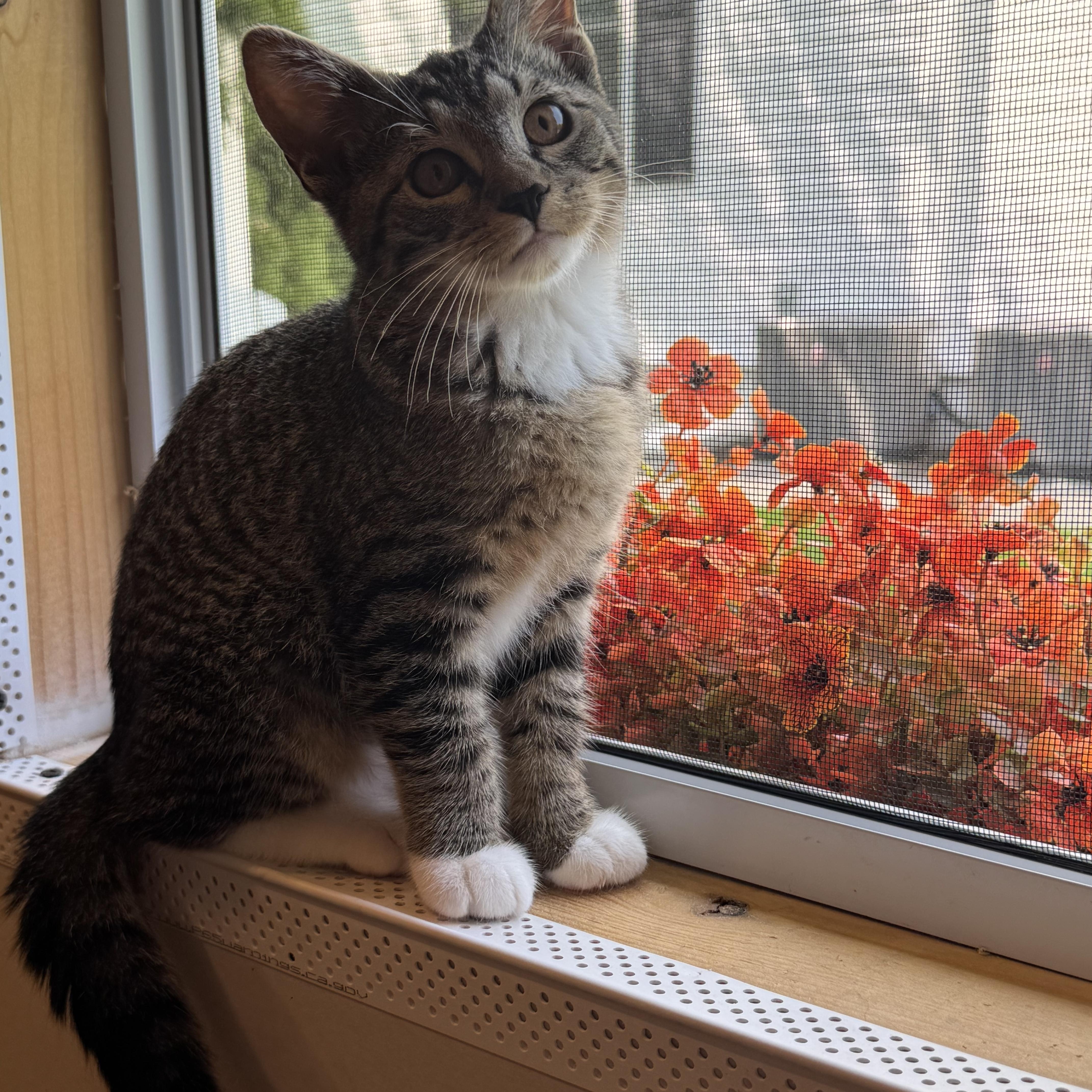 A baby small-sized female Tabby (Gray / Blue / Silver) Domestic Short Hair cat named Bella for adoption in Syosset, NY