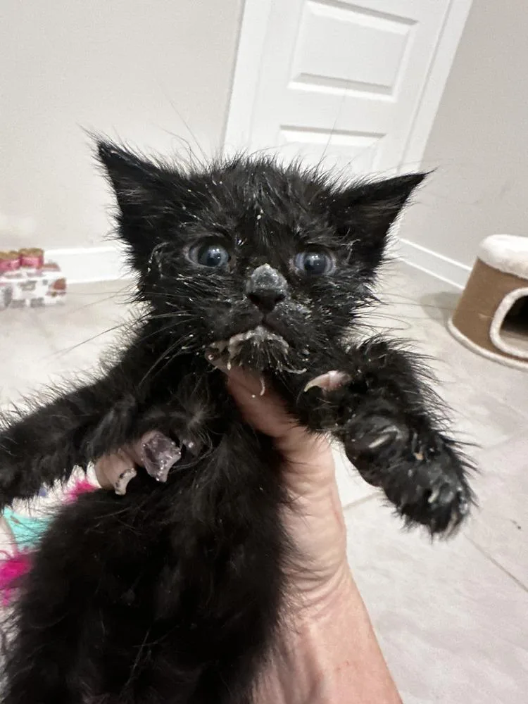 A baby small-sized male Domestic Short Hair cat named Toby for adoption in Brewster , NY